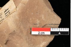 Foto (Detailansicht) von Asterocalyx styriacus Ettingshausen (NHMW-GEO-2024-0188-0417)